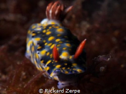 Hypselodoris infucata found in Anilao. by Rickard Zerpe 